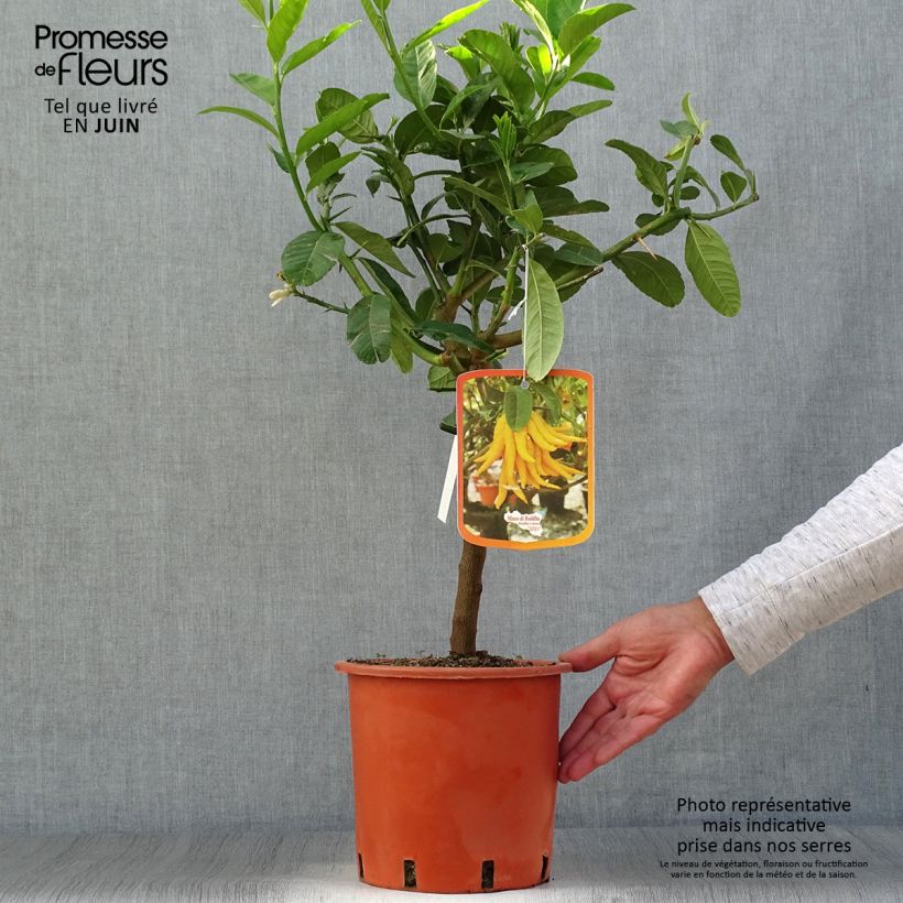 Buddha's Hand - Citrus medica var. sarcodactylis 4L/5L pot, Quarter standard sample as delivered in summer