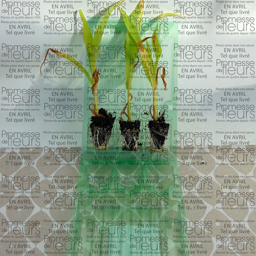 Example of Bimbo F1 Sweetcorn Seedlings Plug plant 3/4cm specimen as delivered