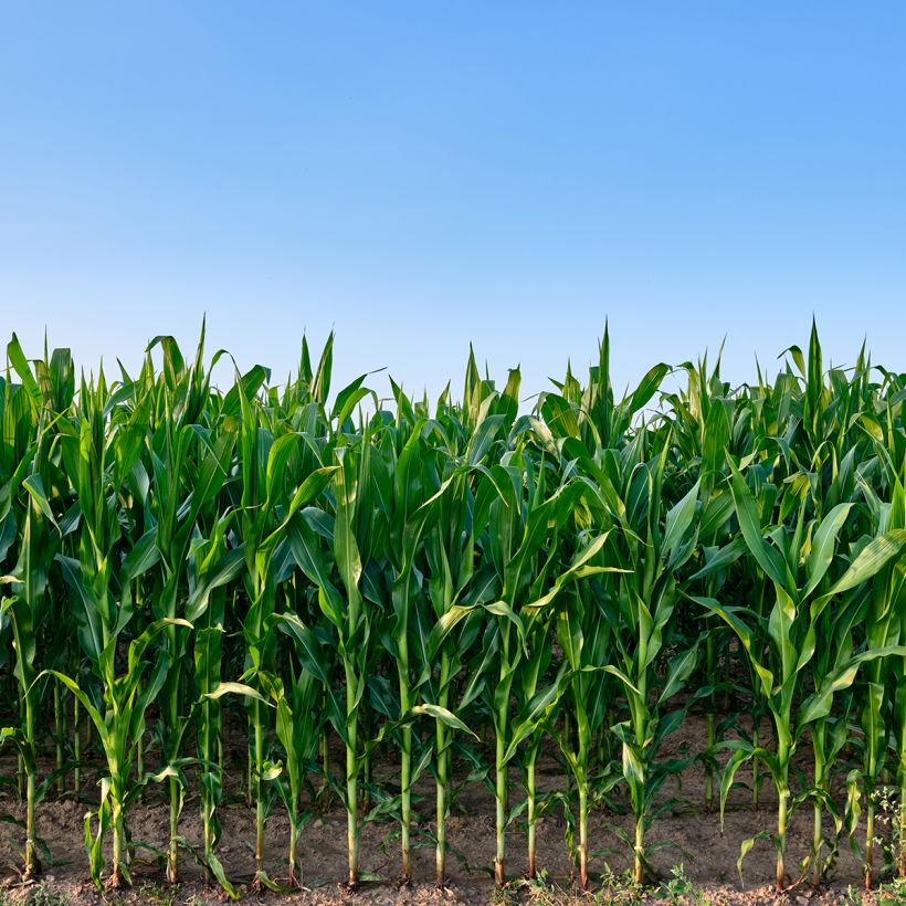Zea mays - Fodder Corn (Plant habit)