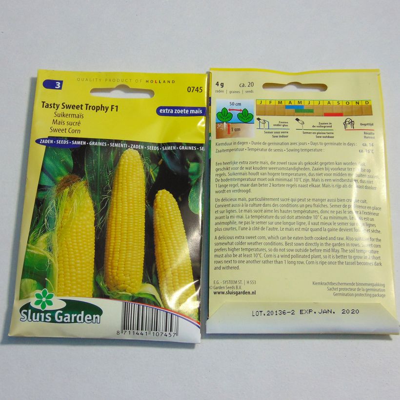 Example of Zea mays Tasty sweet Trophy F1 per pack of 20 seeds (4g) specimen as delivered