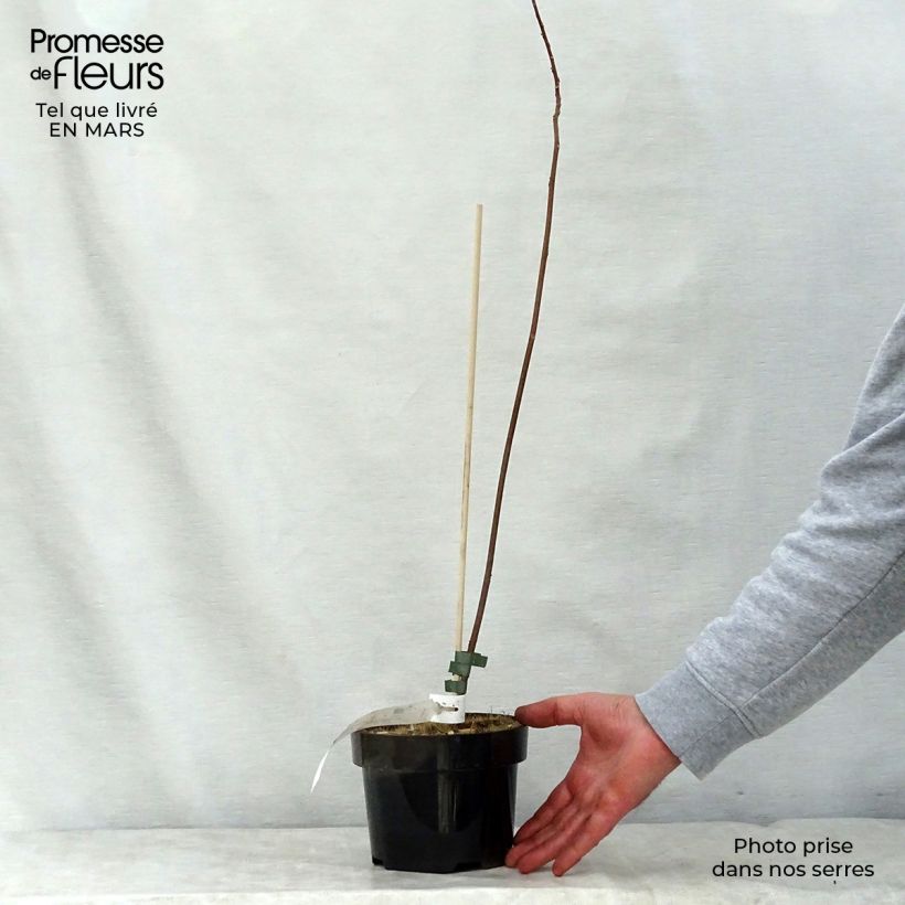Mallotus japonicus 2L/3L pot sample as delivered in spring