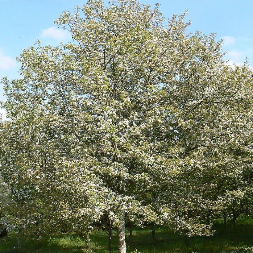 Malus Comtesse de Paris - Crab Apple (Plant habit)