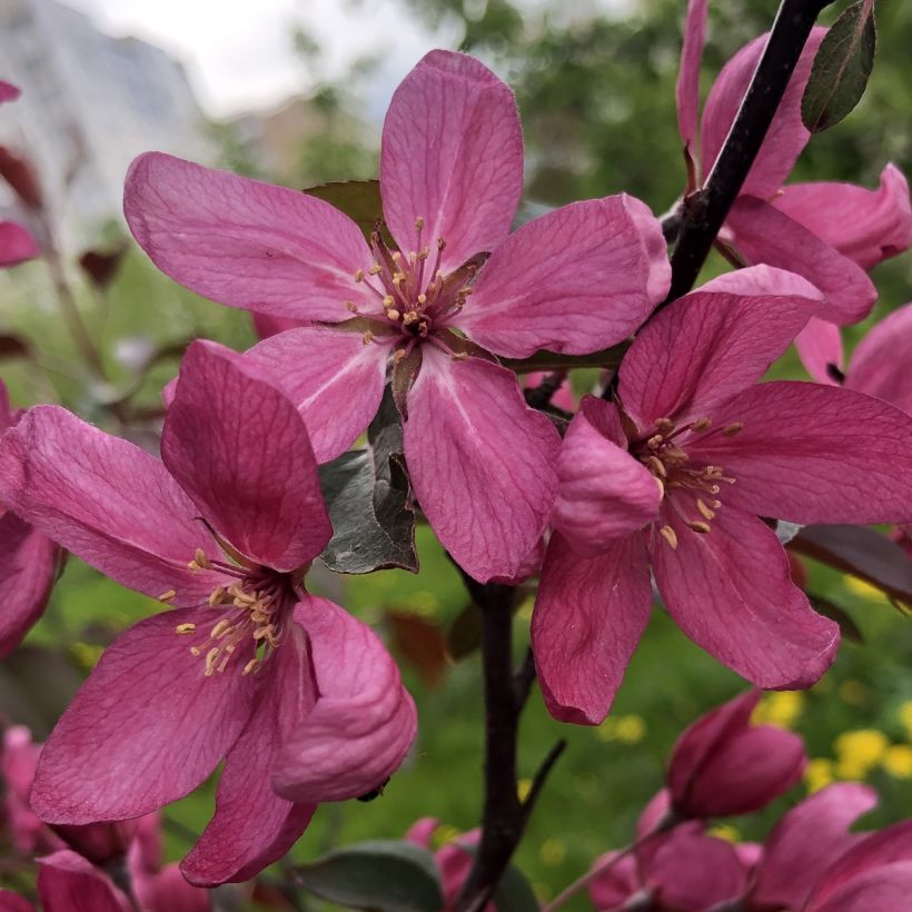 Malus Diable Rouge (Flowering)