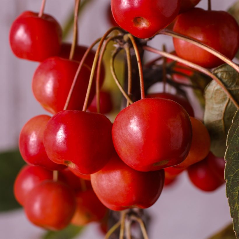 Malus Diable Rouge (Harvest)