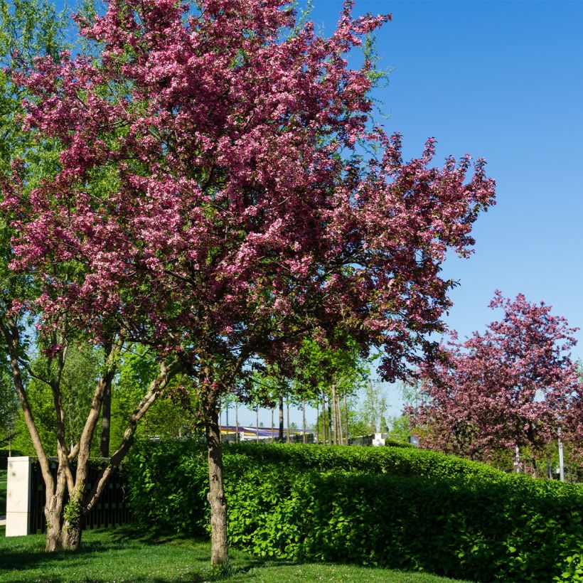 Malus Diable Rouge (Plant habit)