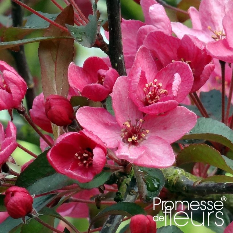 Malus hybrida Liset - Crab Apple (Flowering)