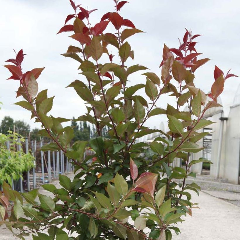 Malus Prairiefire - Crab Apple (Foliage)