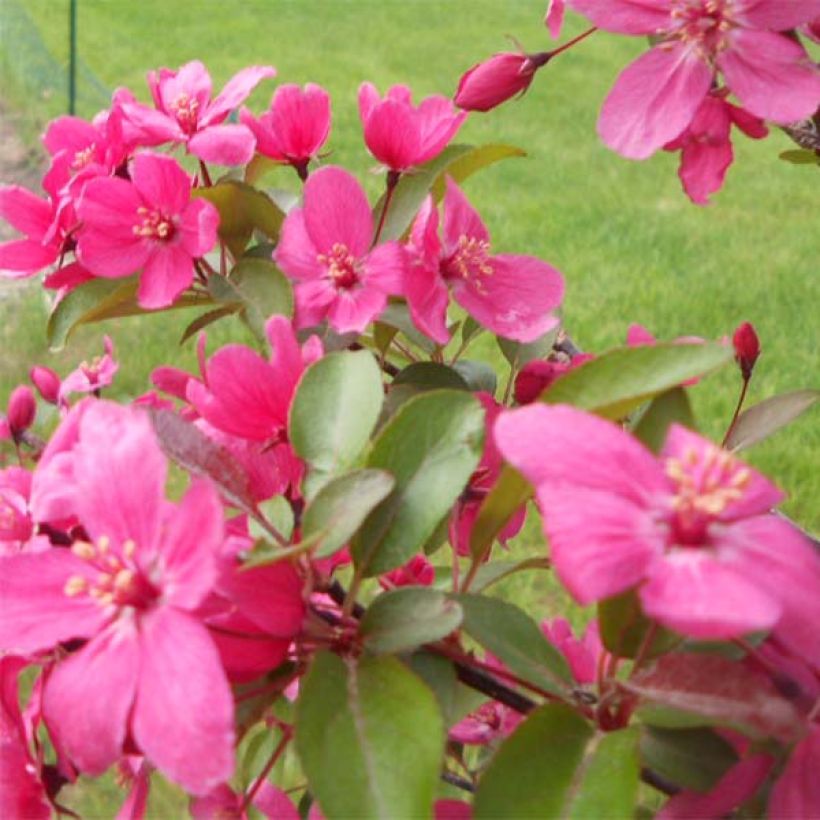 Malus Prairiefire - Crab Apple (Flowering)