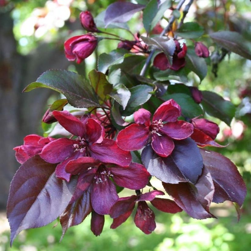 Malus Royalty - Crab Apple (Foliage)