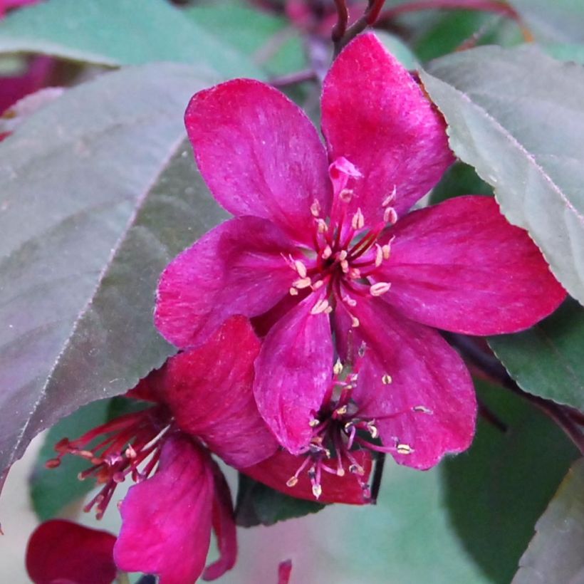 Malus Royalty - Crab Apple (Flowering)