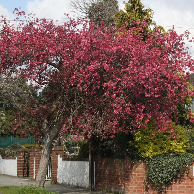 Malus Royalty - Crab Apple (Plant habit)