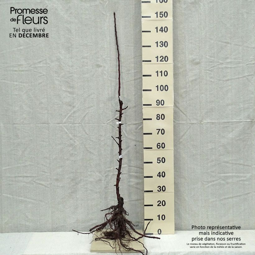Columnar Apple Tree Chenonceau - Georges Delbard Bare root, ColumnarShipped height around 70/100cm sample as delivered in winter
