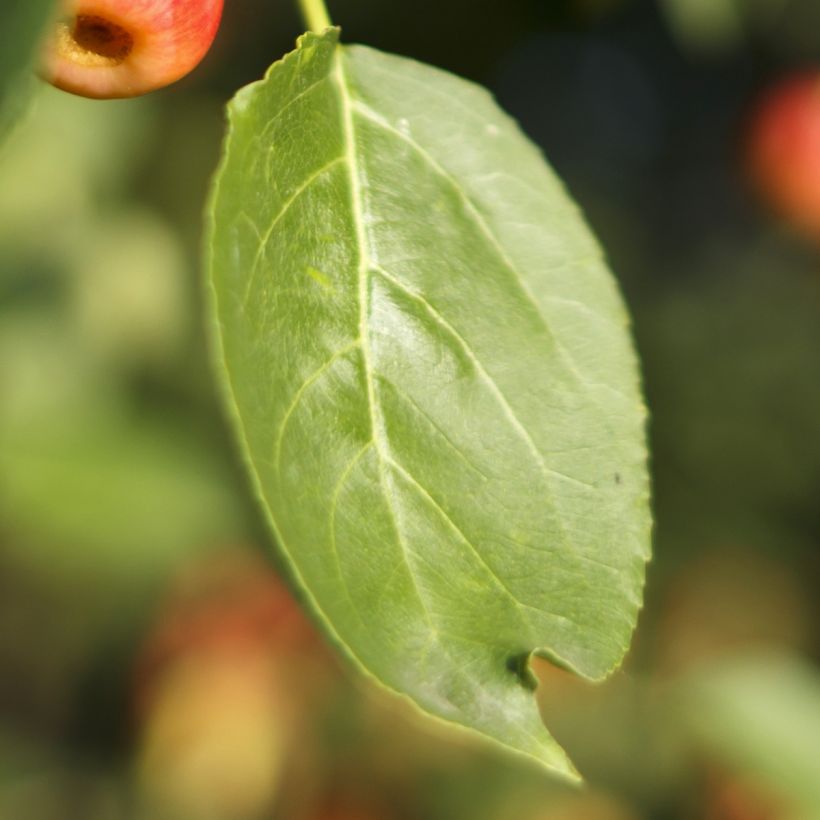 Malus Red Jewel - Crab Apple (Foliage)