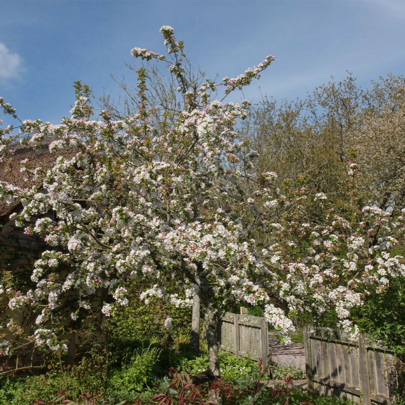 Malus Red Jewel - Crab Apple (Plant habit)