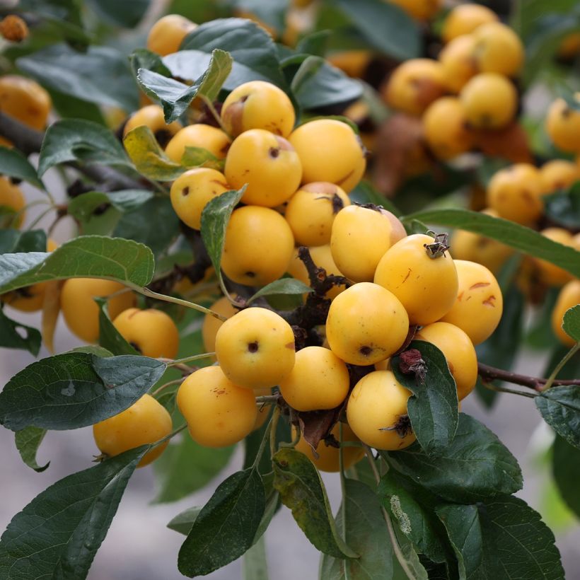 Malus robusta Yellow Siberian - Crab Apple (Harvest)