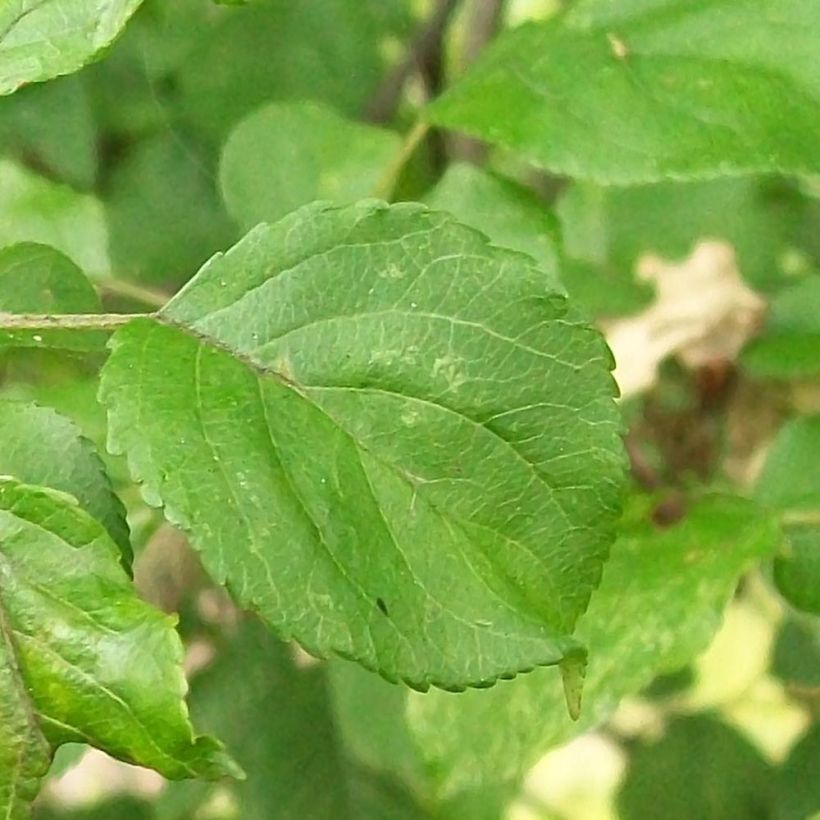 Malus sylvestris - Crab Apple (Foliage)