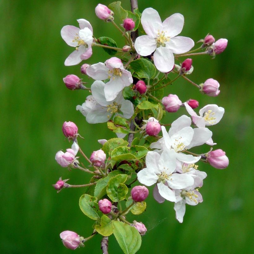 Malus sylvestris - Crab Apple (Flowering)