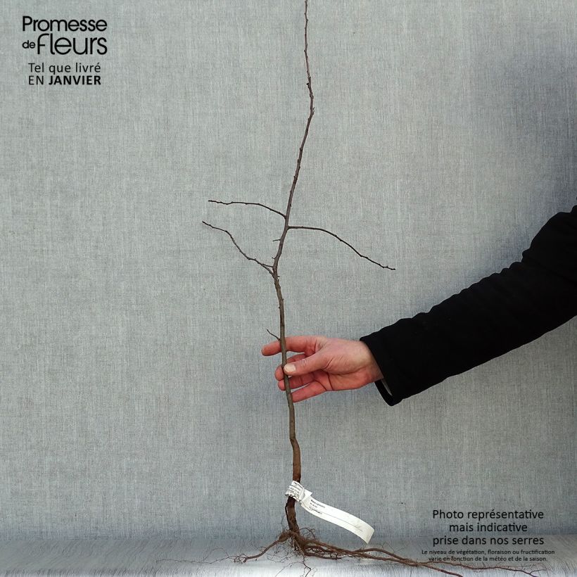 Malus sylvestris - Crab Apple Bare root sample as delivered in winter