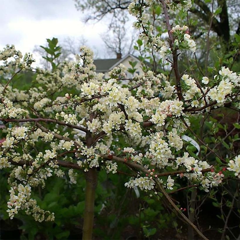 Malus toringo var. sargentii Tina - Crab Apple (Flowering)