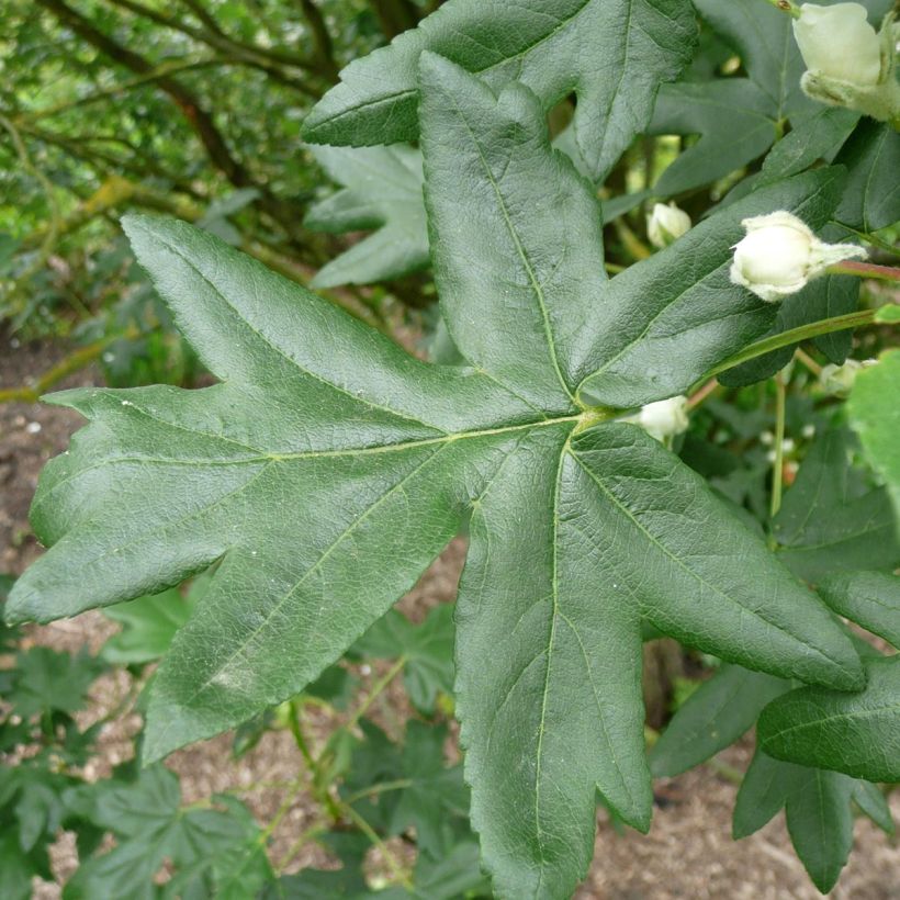 Malus trilobata - Crab Apple (Foliage)