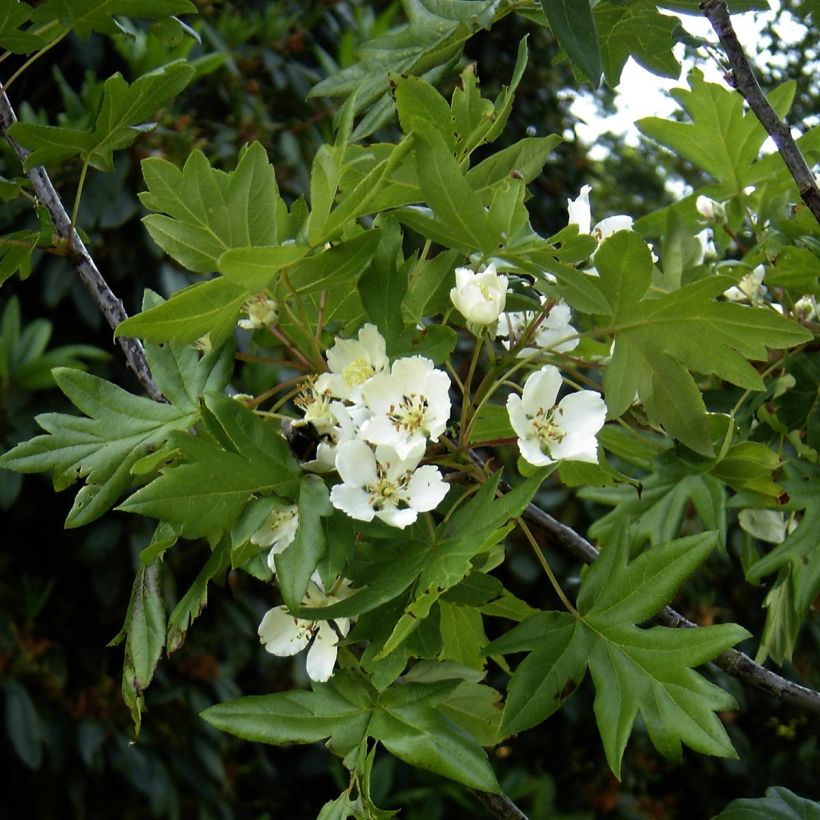 Malus trilobata - Crab Apple (Flowering)