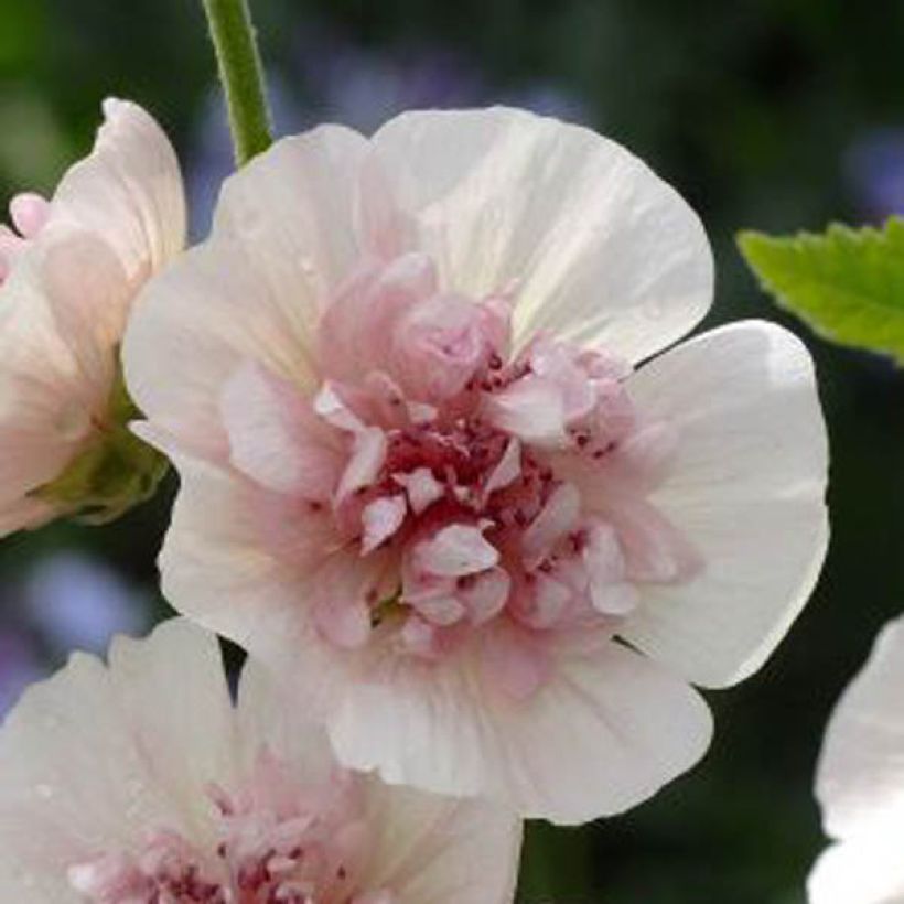 x Alcalthaea suffrutescens Freedom (Flowering)