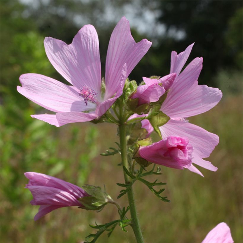 Malva moschata Rosea - Musk Mallow (Flowering)
