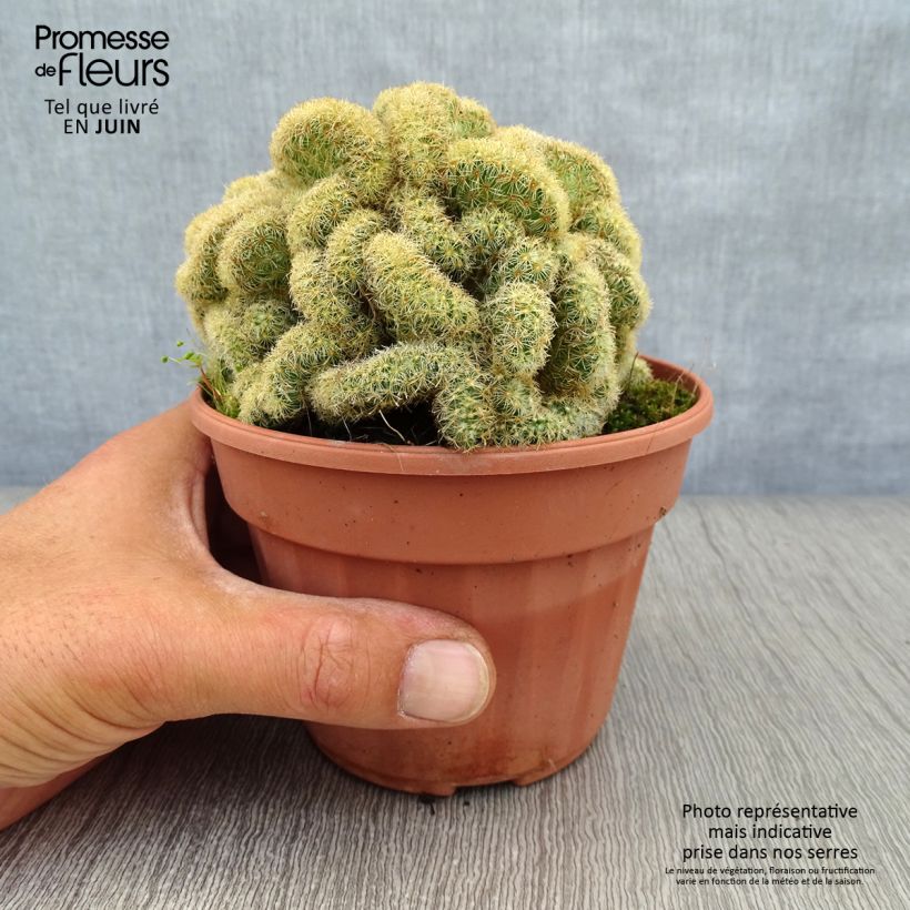 Mammillaria elongata Cristata Pot de 13 cm sample as delivered in summer