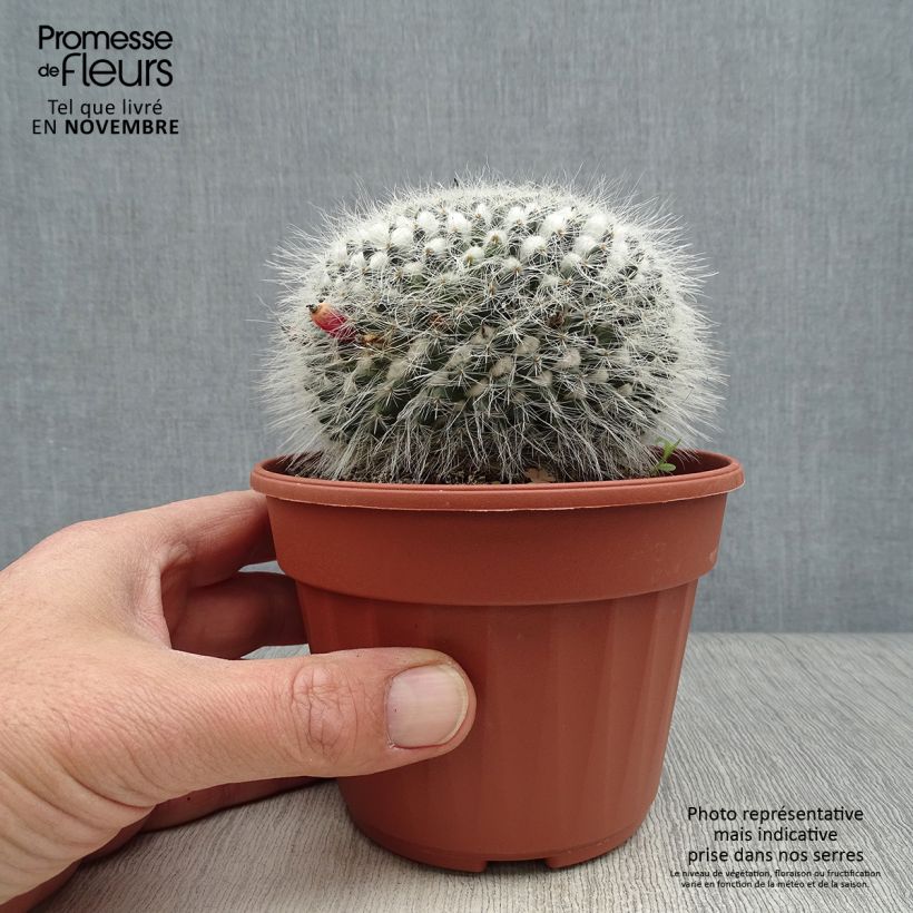 Mammillaria perbella 12cm pot sample as delivered in autumn