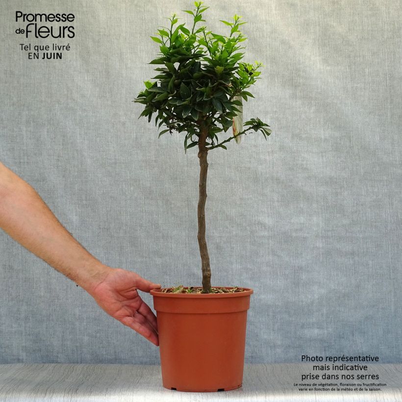 Chinese Mandarin Tree - Citrus myrtifolia 4L/5L pot, Quarter standard sample as delivered in summer