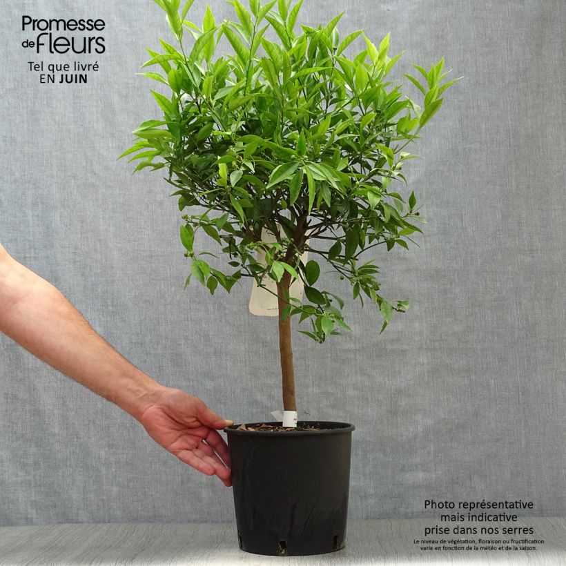 Mandarin Tree - Citrus deliciosa 4L/5L pot, Quarter standard sample as delivered in summer