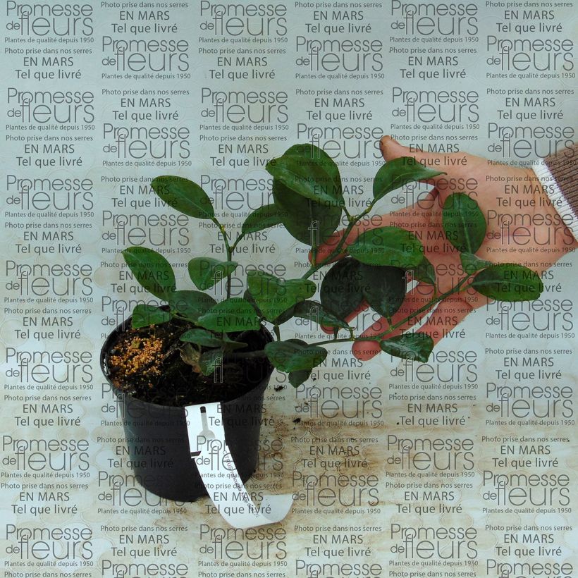 Example of Mandarin Tree - Citrus reticulata Keraji 1L/1.5L pot, Bush specimen as delivered