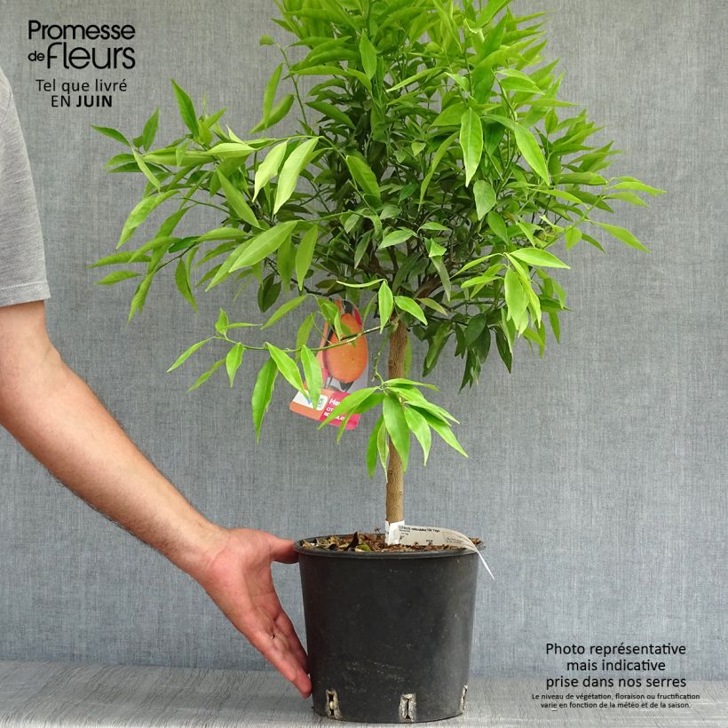 Mandarin Tree - Citrus reticulata Keraji 2L/3L pot, Bush sample as delivered in summer