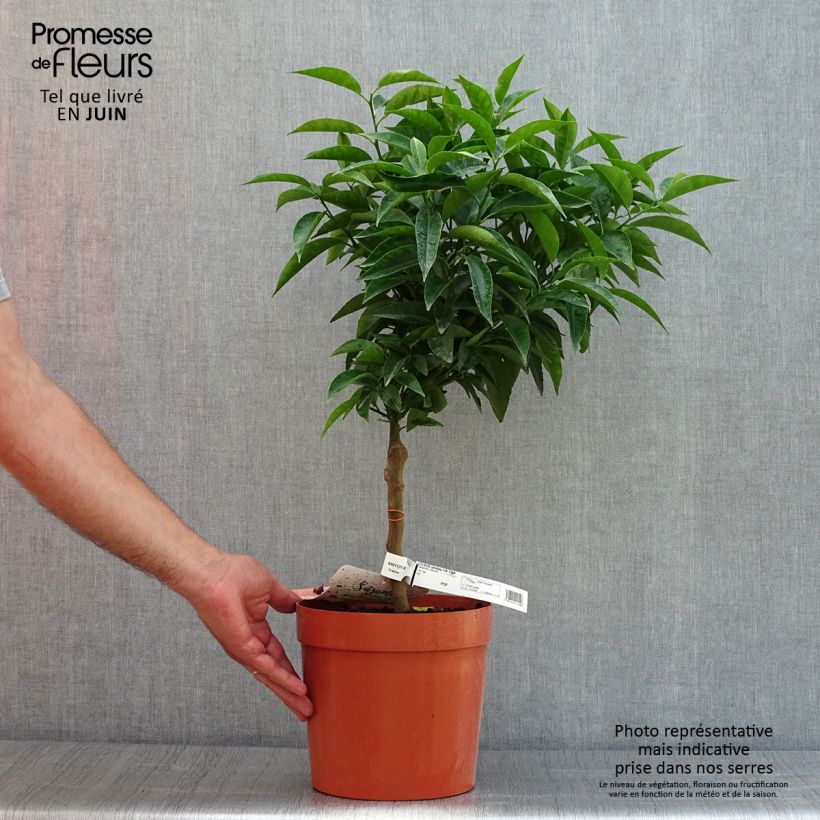 Satsuma Mandarin Tree - Citrus unshiu 4L/5L pot, Quarter standard sample as delivered in summer