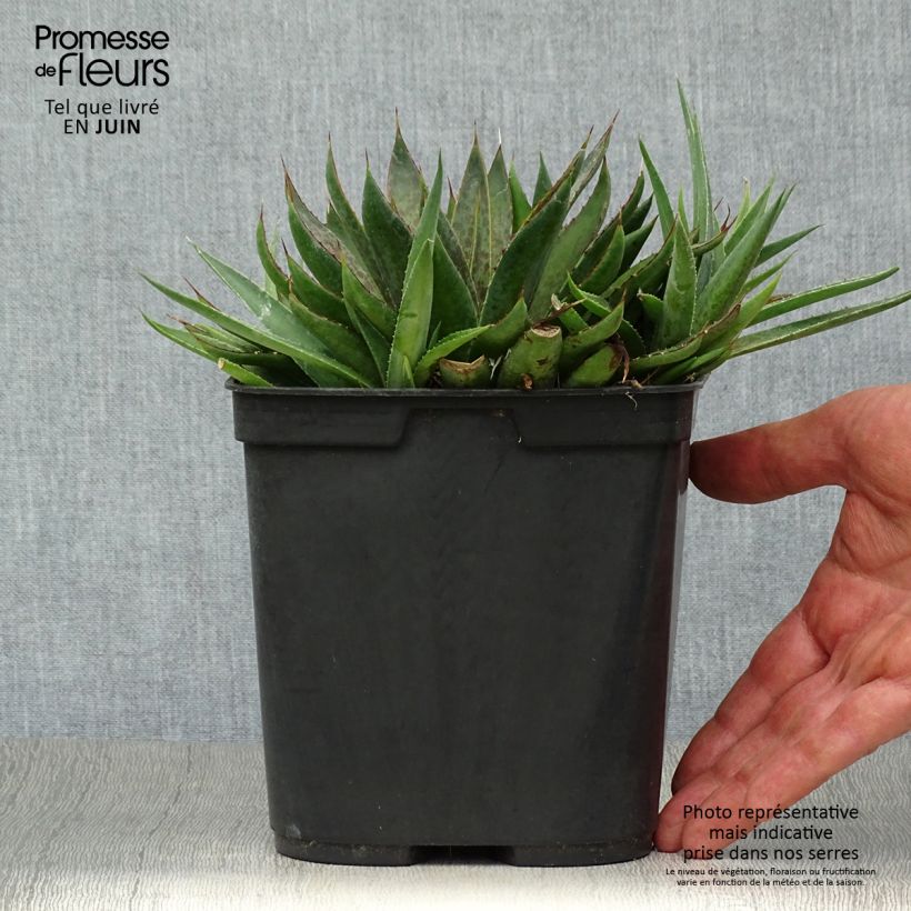 Mangave Bloodspot 3L/4L pot sample as delivered in summer