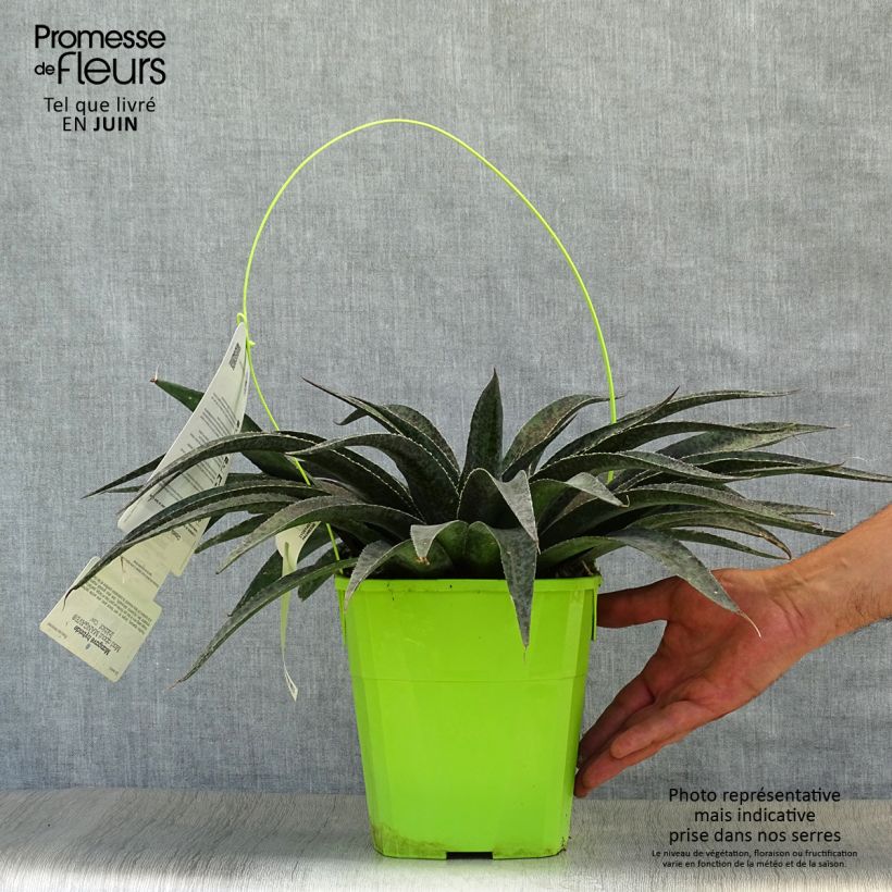 Mangave Inkblot 3L/4L pot sample as delivered in summer