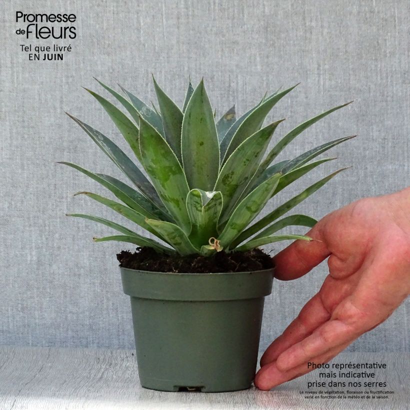 Mangave Lavender Lady 1L/1.5L pot sample as delivered in summer