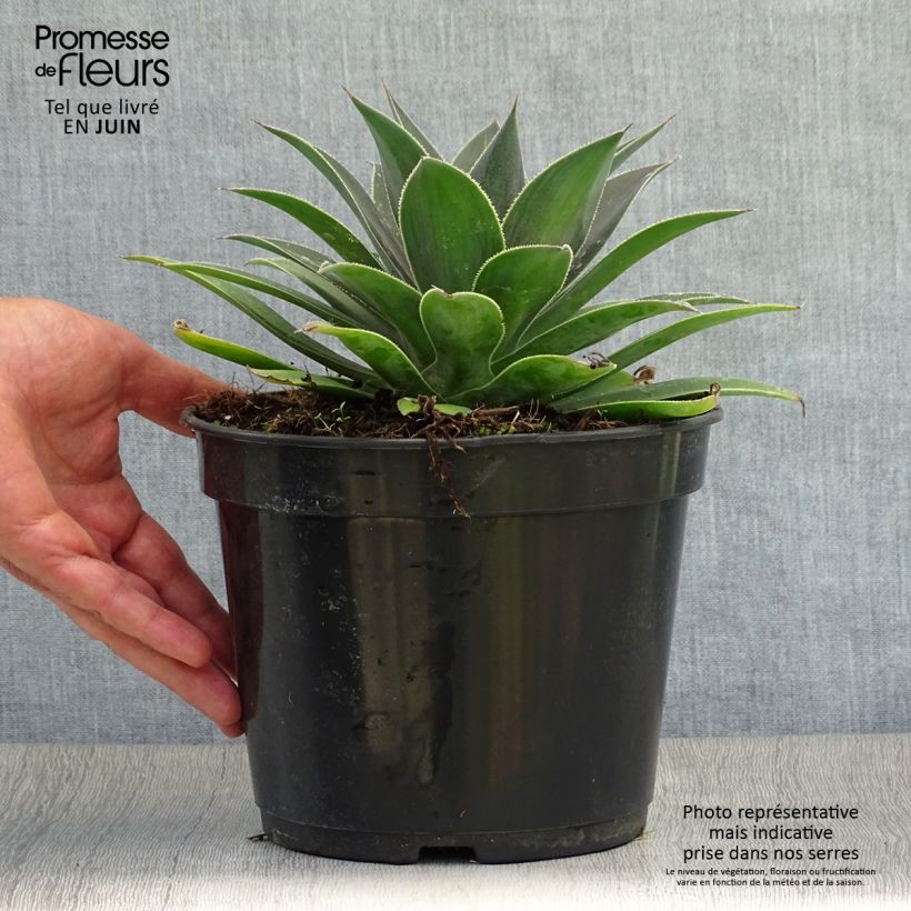 Mangave Lavender Lady 3L/4L pot sample as delivered in summer