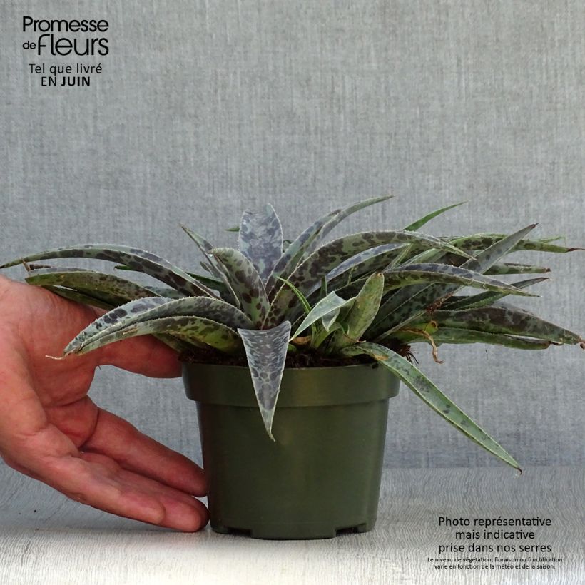 Mangave Moonglow 1L/1.5L pot sample as delivered in summer