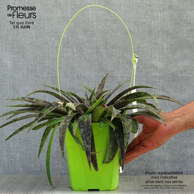 Mangave Moonglow 3L/4L pot sample as delivered in summer