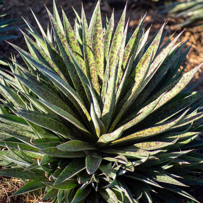 Mangave Pineapple Express (Plant habit)