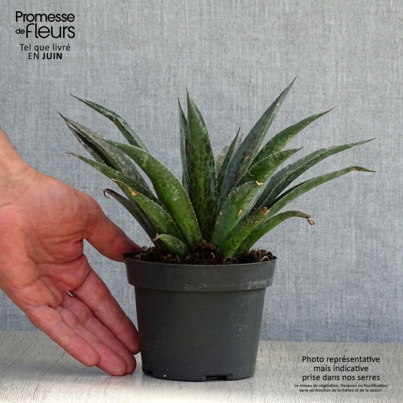 Mangave Pineapple Express 1L/1.5L pot sample as delivered in summer