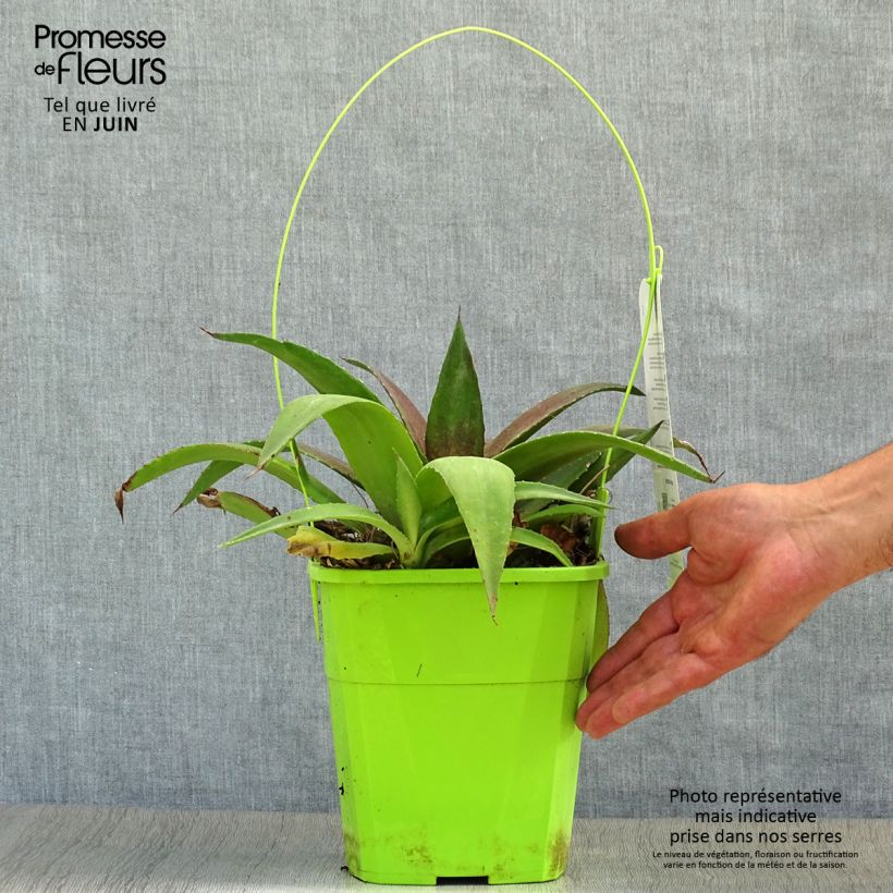 Mangave Redwing 3L/4L pot sample as delivered in summer