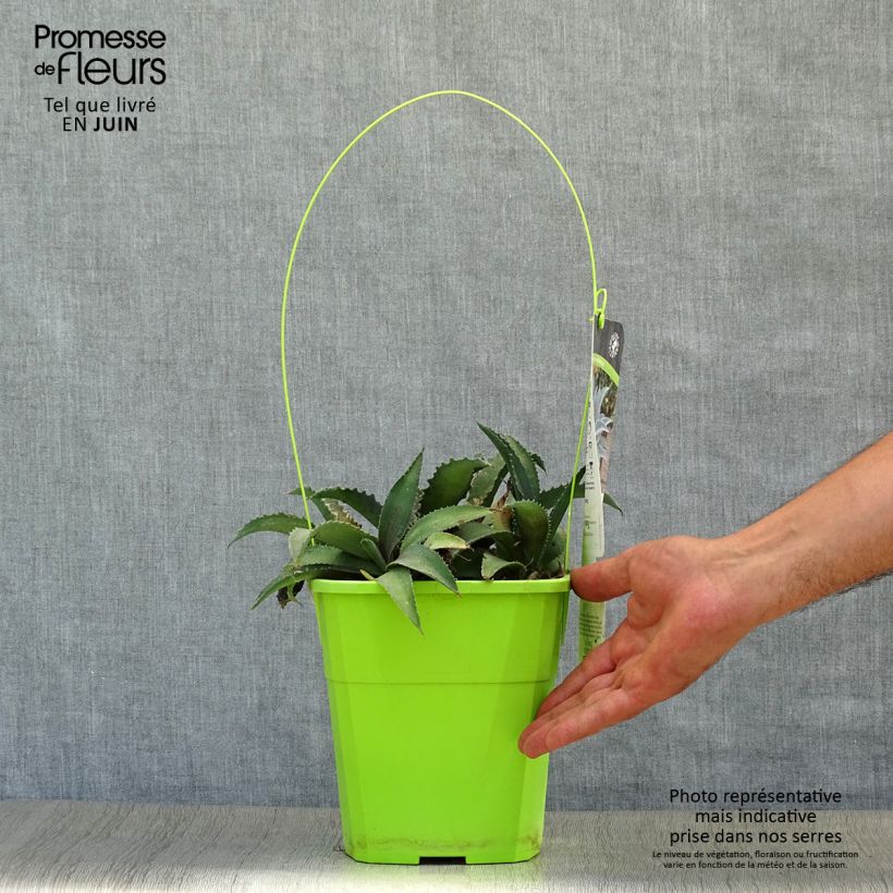 Mangave Silver Fox 3L/4L pot sample as delivered in summer