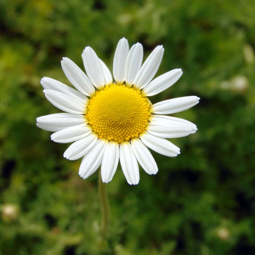 Anthemis nobilis  (Flowering)