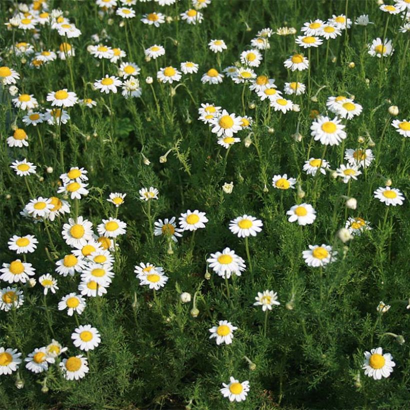 Anthemis nobilis  (Plant habit)