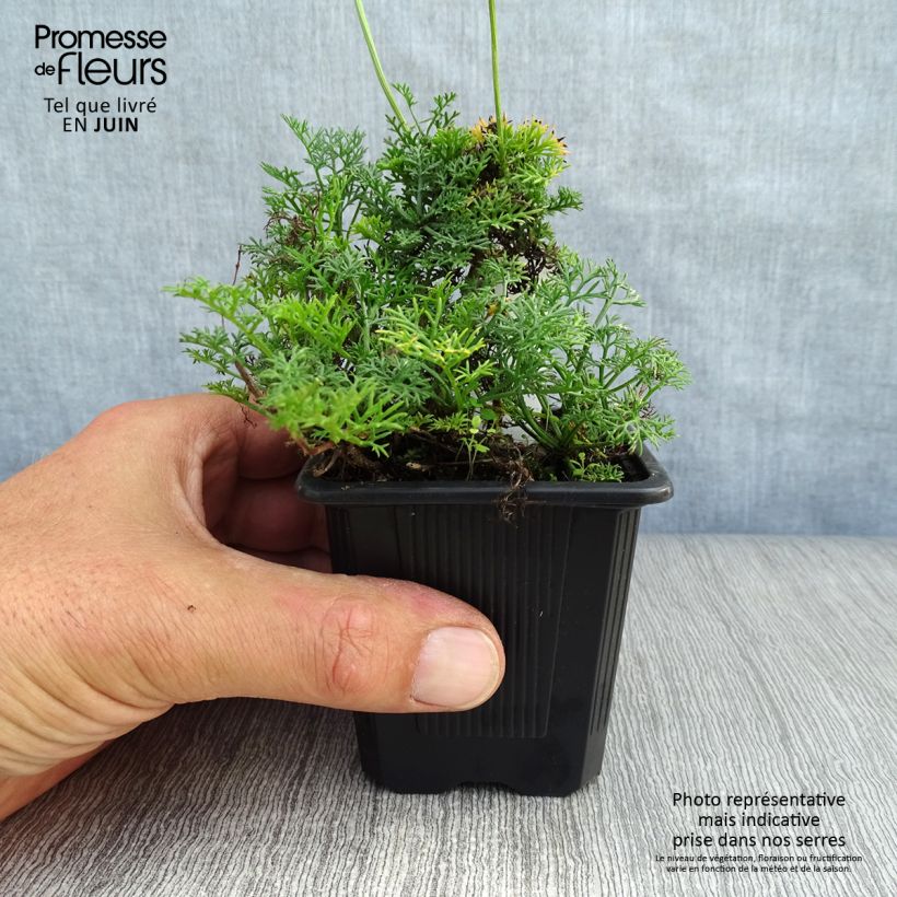 Matricaria tchihatchewii 8/9 cm pot sample as delivered in summer
