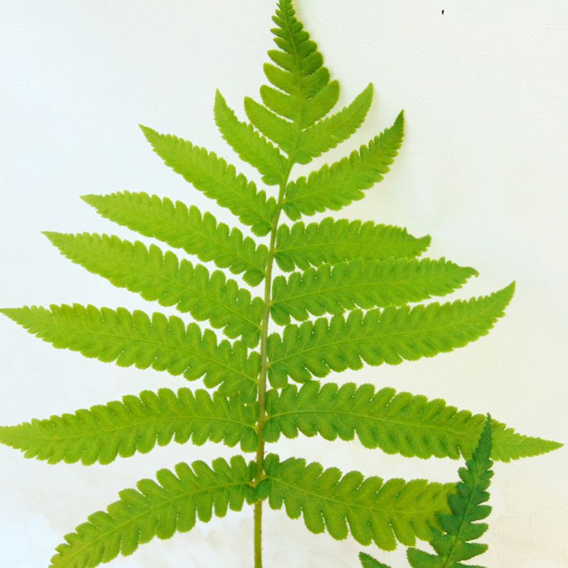 Matteuccia orientalis - Ostrich Fern (Foliage)