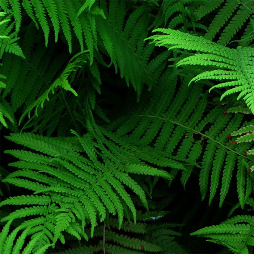 Matteuccia struthiopteris var. pensylvanica - Ostrich Fern (Foliage)