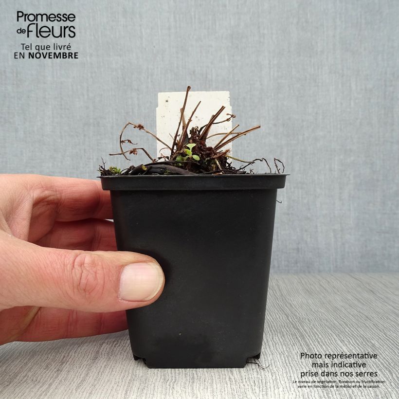 Matteuccia struthiopteris var. pensylvanica - Ostrich Fern 8/9 cm pot sample as delivered in autumn